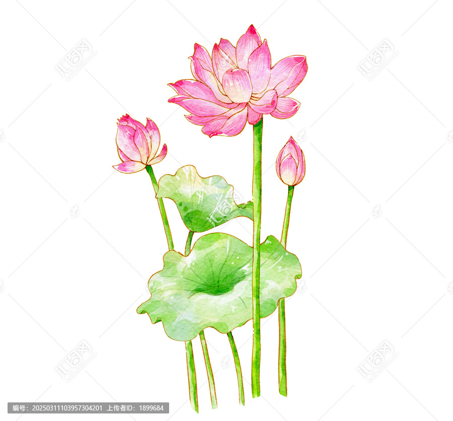 原創(chuàng)水彩插畫之荷花
