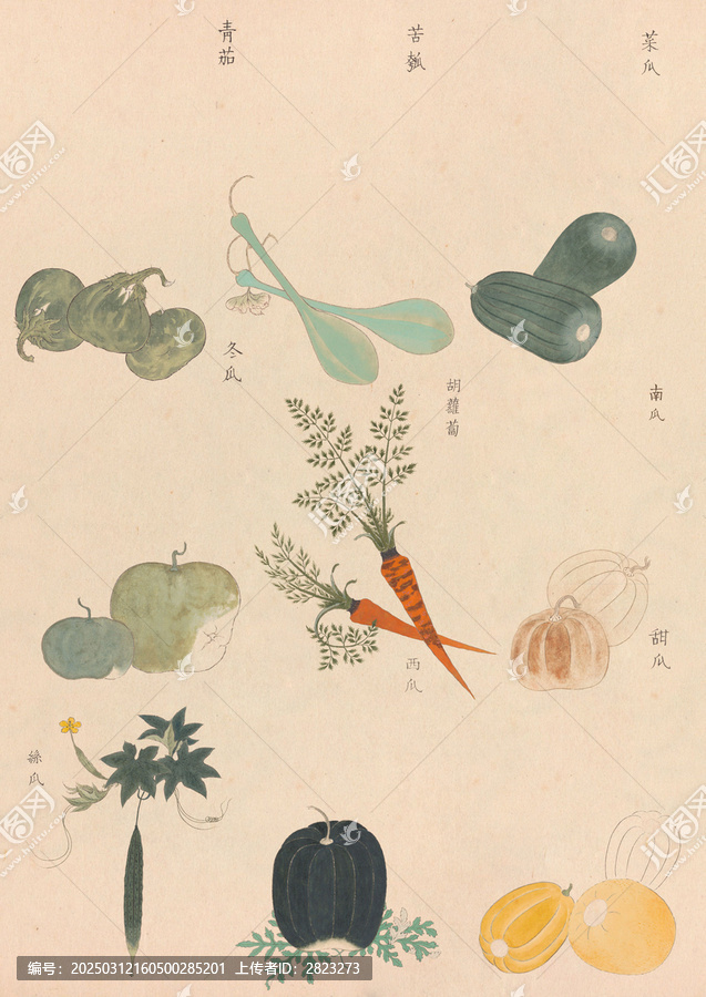 食物插圖