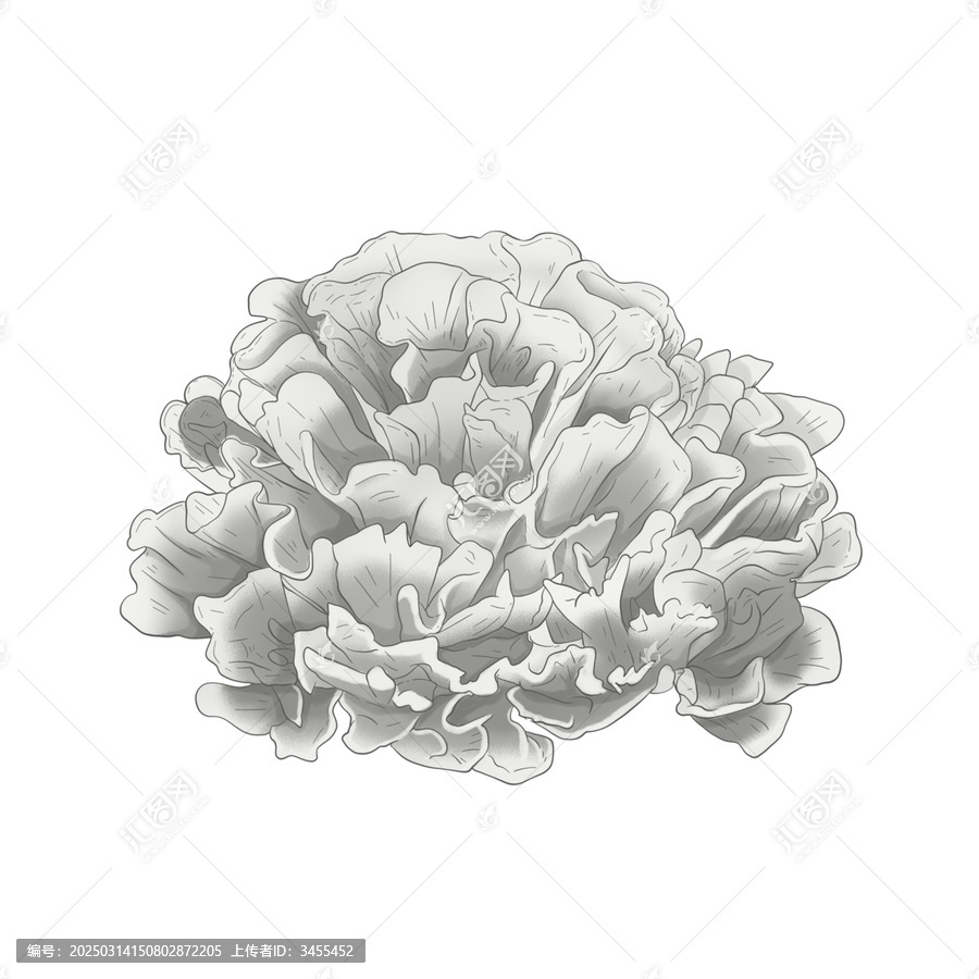 干巴菌