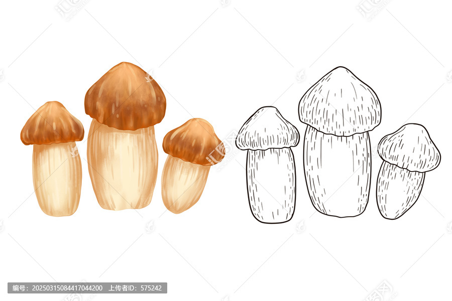 手繪姬松茸松茸菌插畫