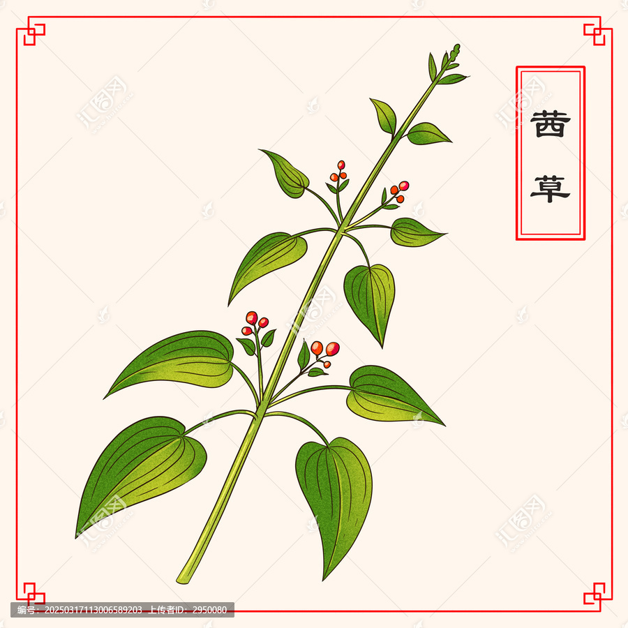 藥材茜草