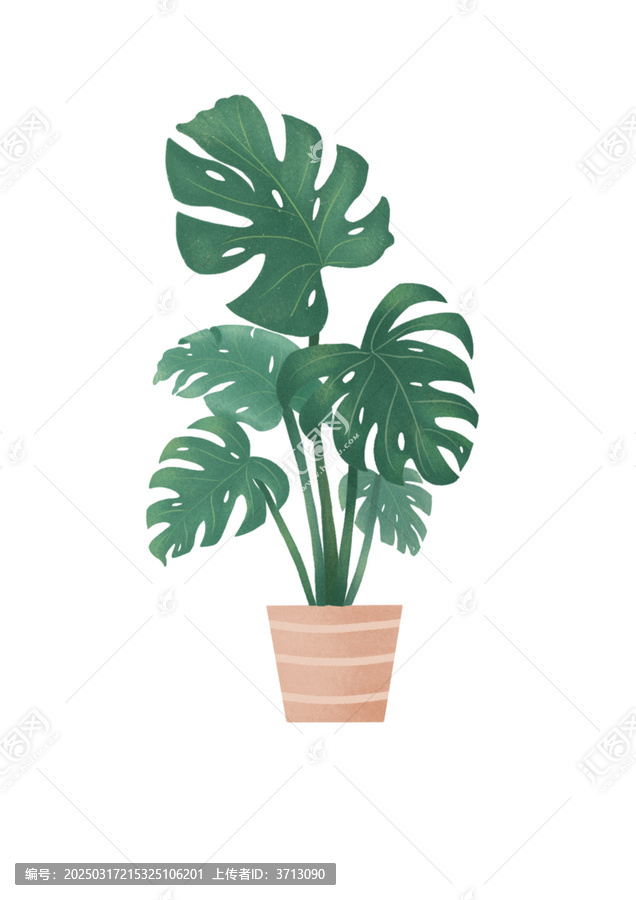 龜背竹插畫