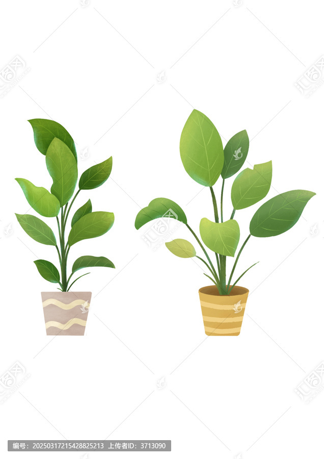 植物插畫