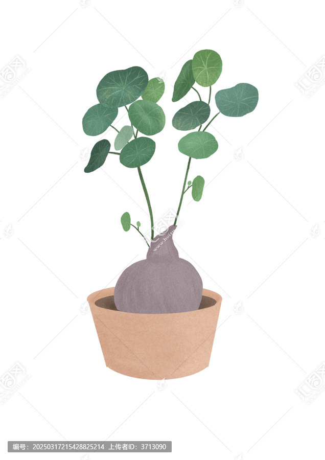 植物插畫