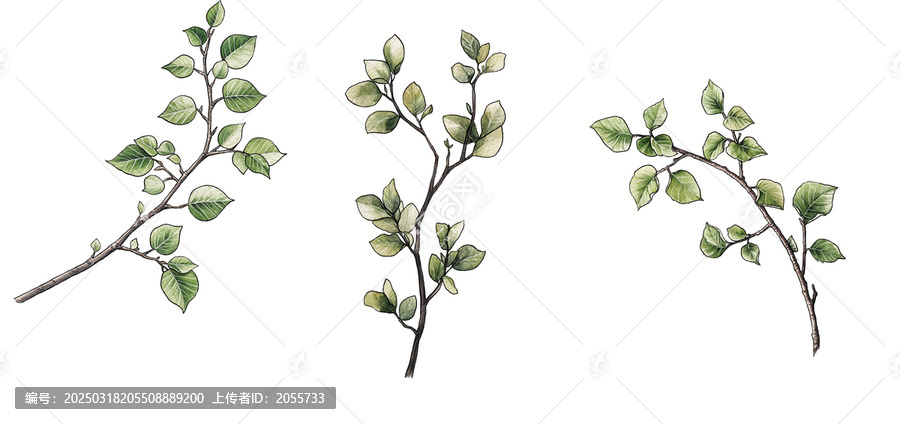 水彩植物