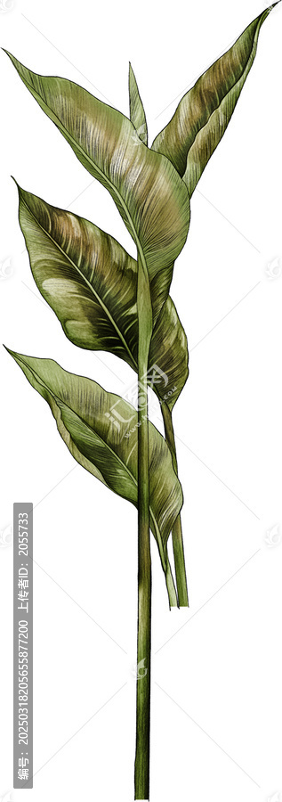 水彩根莖植物