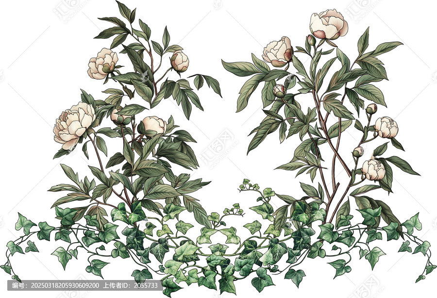 水彩風(fēng)格植物