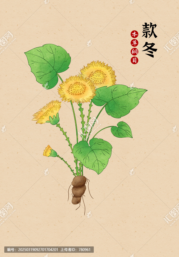 本草綱目款冬