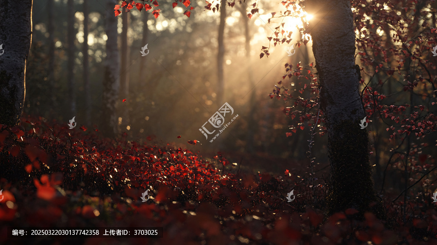 楓林一縷陽光