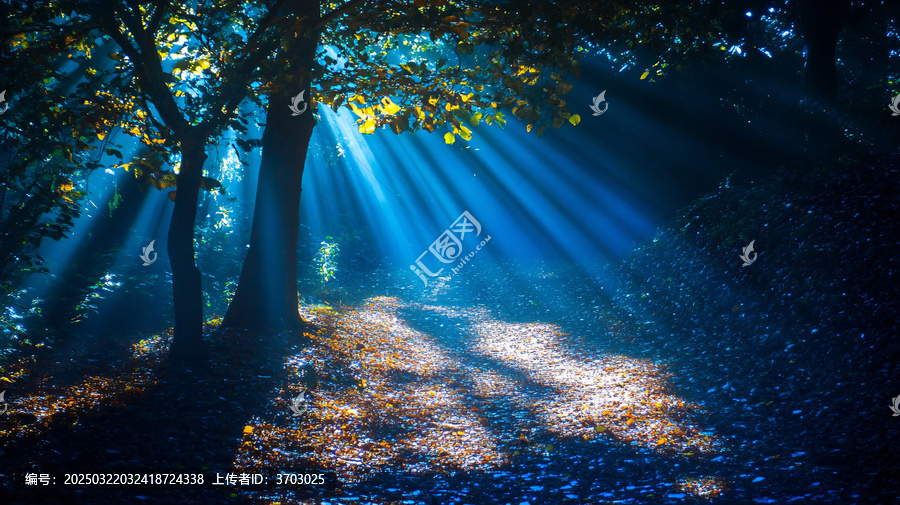楓林一縷陽光