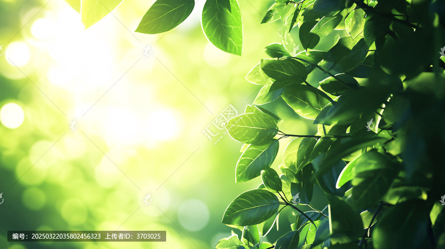 陽(yáng)光樹葉陽(yáng)光綠葉