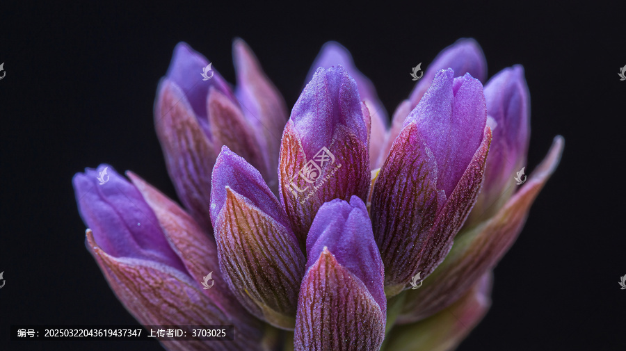 韭蘭花蕾