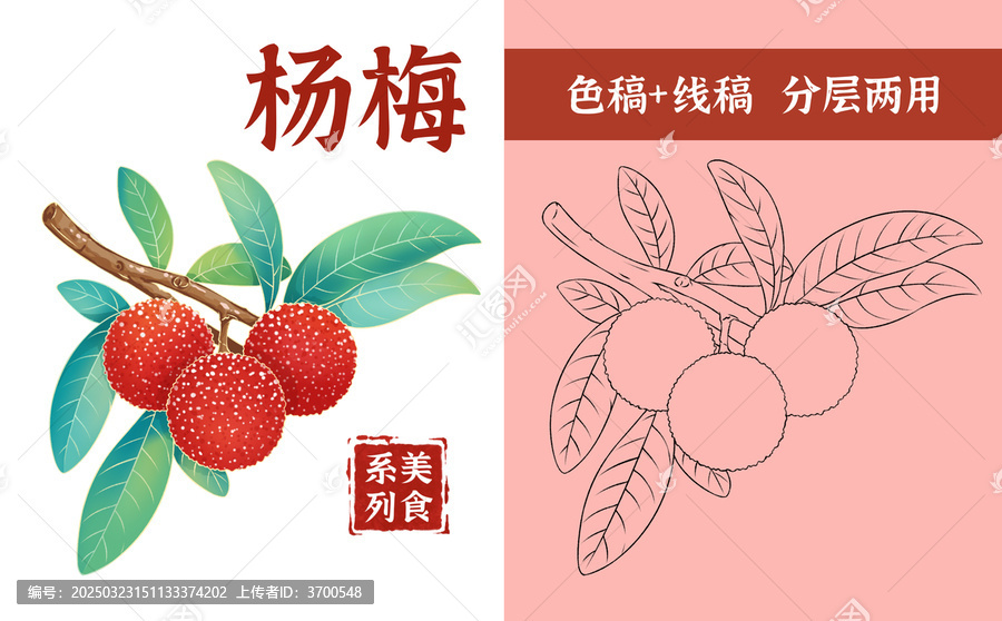 楊梅手繪插畫