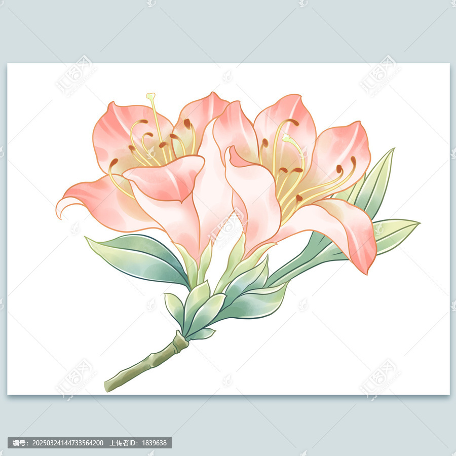 手繪水彩杜鵑花插畫