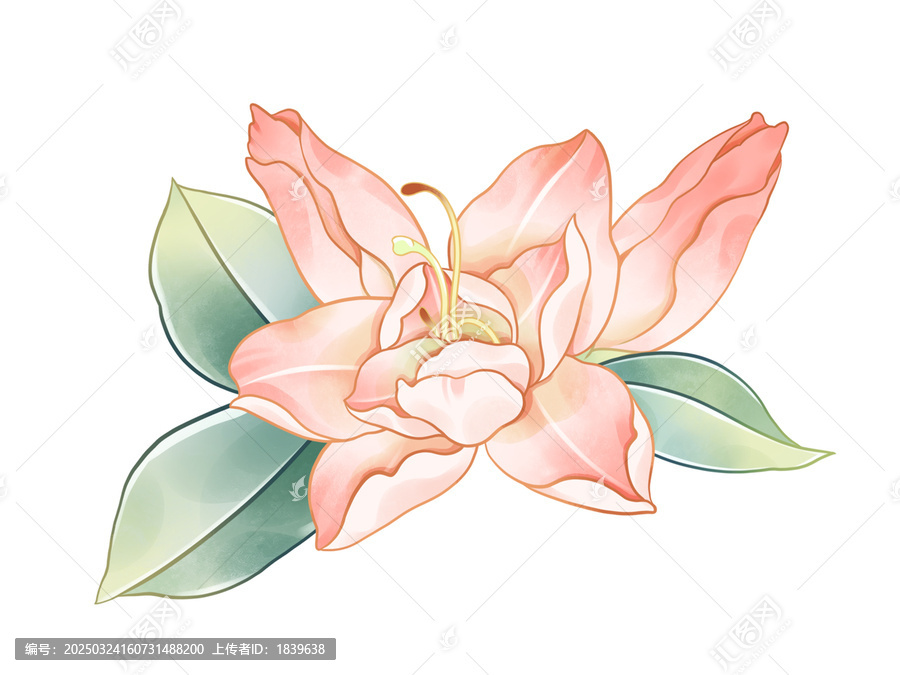 杜鵑花水彩花卉插畫(huà)