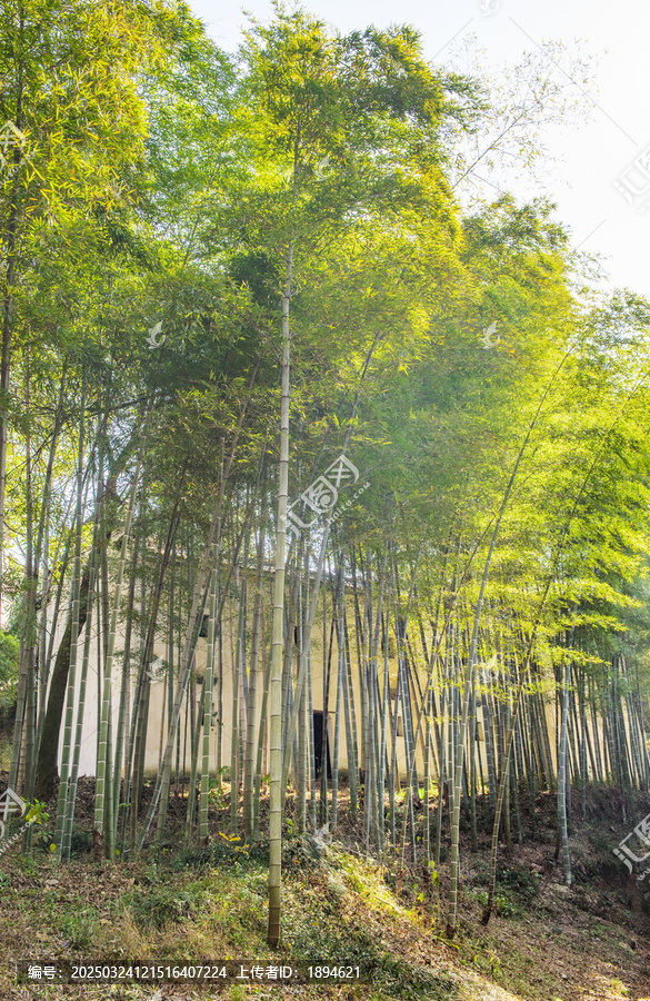 竹子素材
