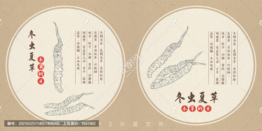 冬蟲夏草手繪線描包裝插畫中藥書圖鑒插畫