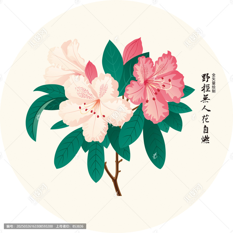 杜鵑花插畫