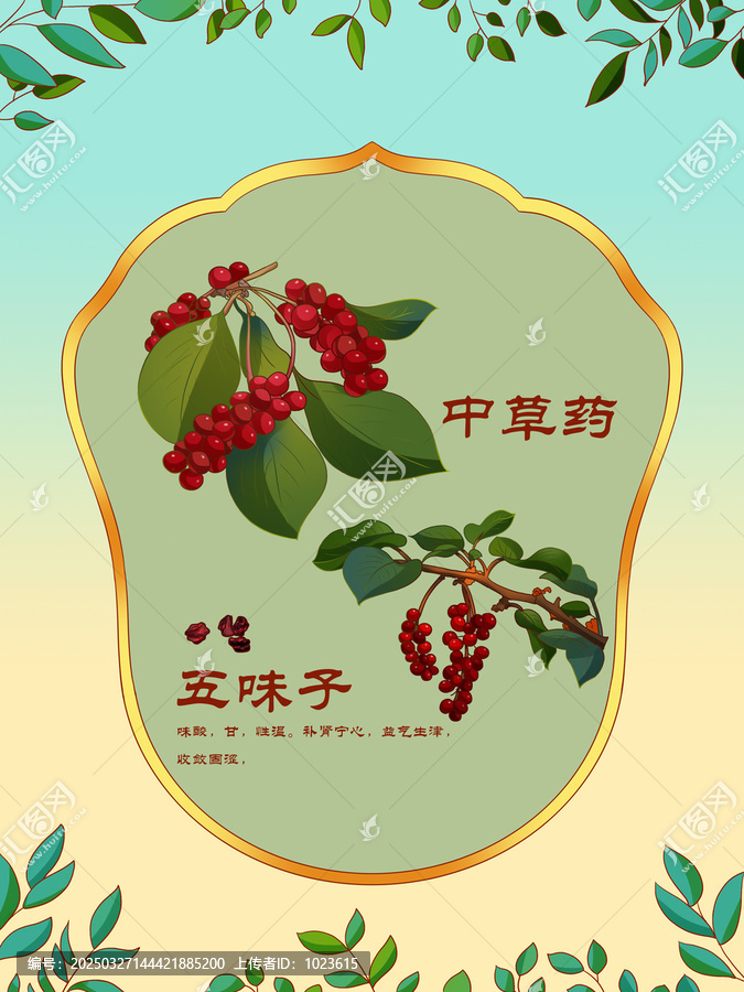 中草藥插圖主題五味子