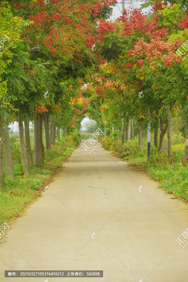 鄉間小路欒樹美景