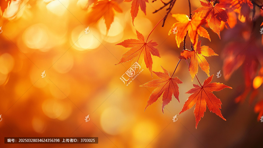 楓葉電腦桌面壁紙