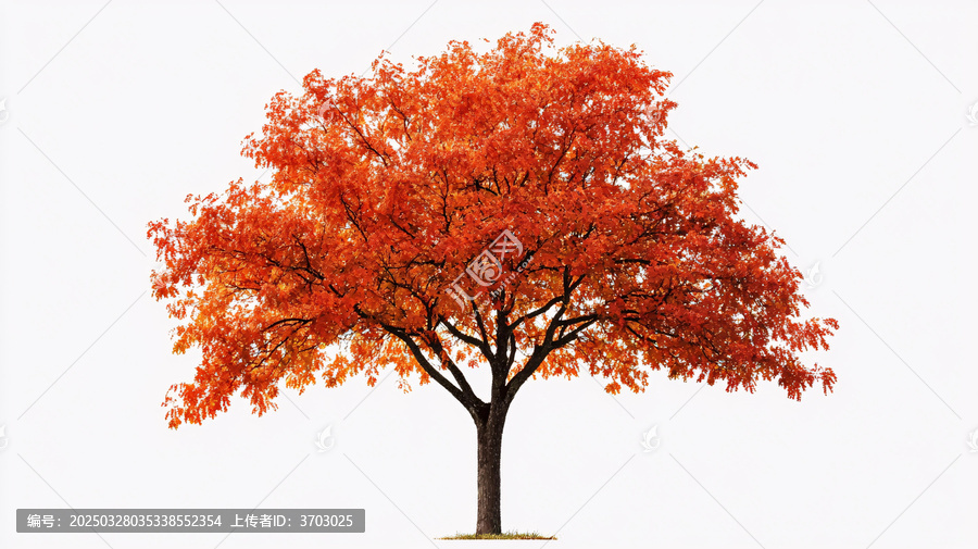 一顆紅葉樹