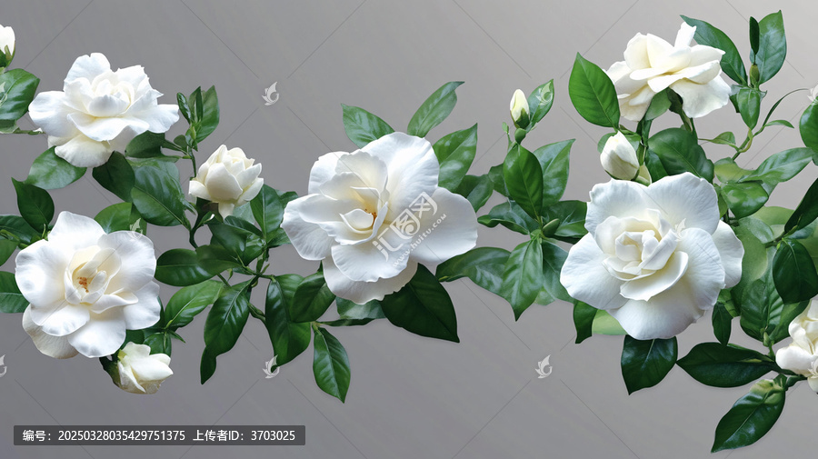 寫實(shí)噴繪茉莉花