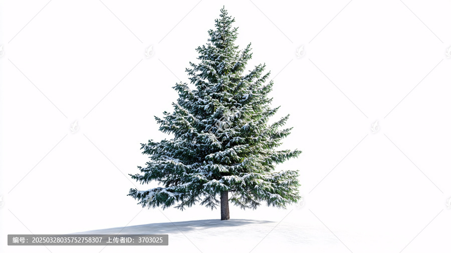 雪杉植物樹木