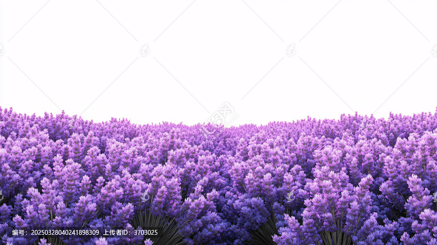 藍紫色小花叢