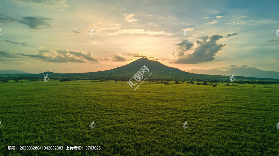 東北大面積稻田