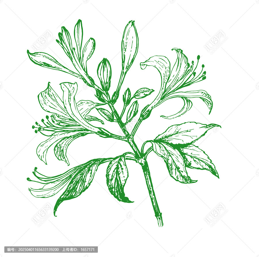 中藥材金銀花線描手繪矢量分層素材