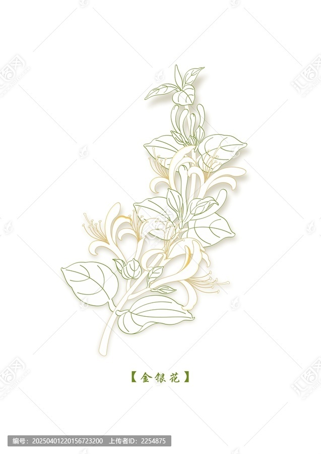 金銀花矢量線稿
