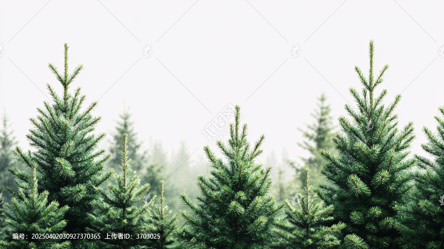 霧中冷杉