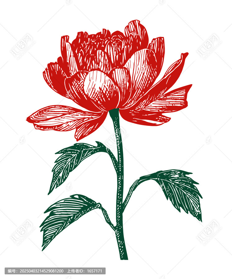 牡丹花線稿e(cuò)ps格式矢量分層素材插畫