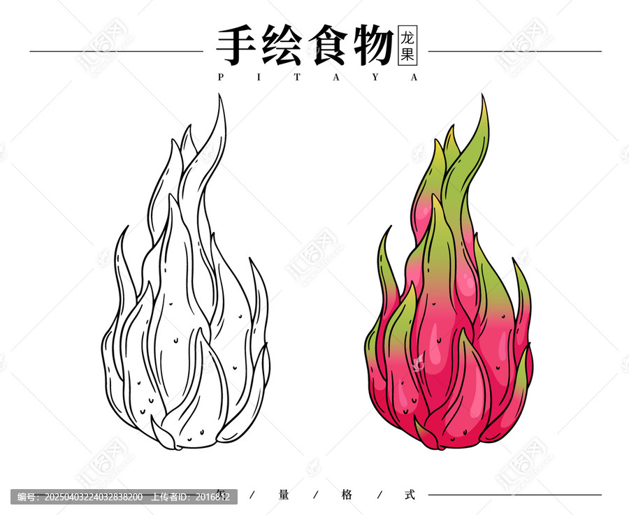 手繪火龍果插畫(huà)