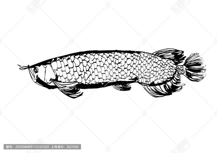 魚類手繪大魚金龍魚鋼筆畫矢量圖