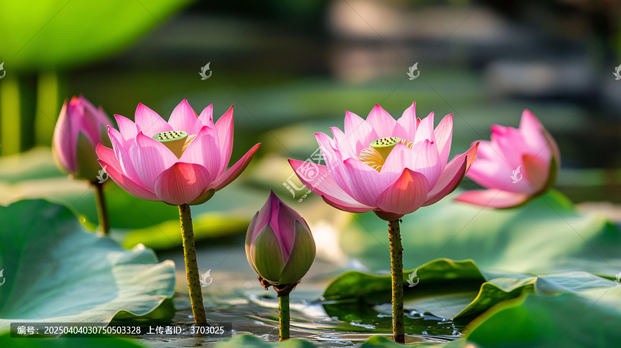 陽(yáng)光下盛開(kāi)的美麗荷花