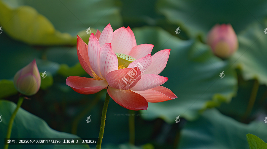 荷花高清電腦桌面壁紙