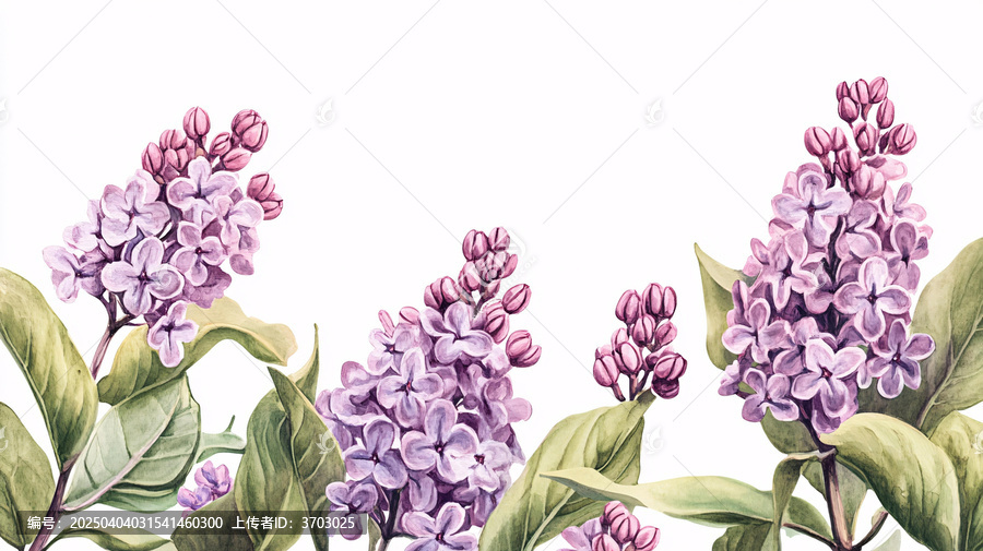 丁香花