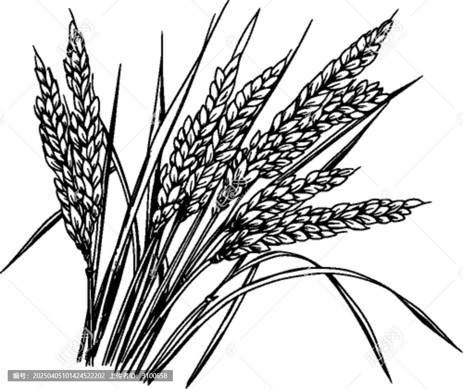 小麥線稿線稿矢量插畫