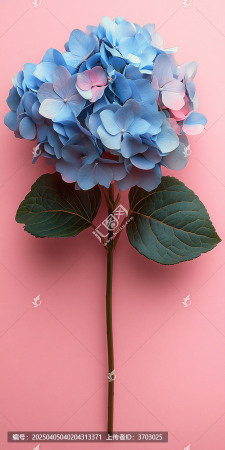 粉紅背景半側(cè)花卉
