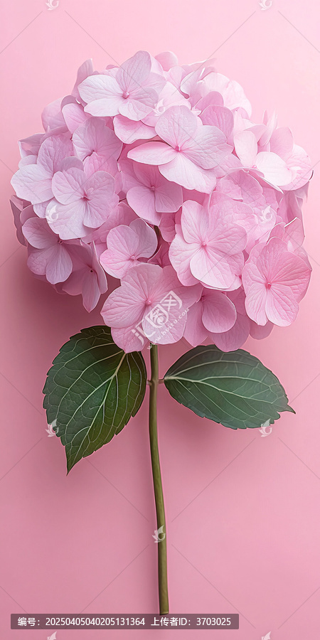 粉紅背景半側(cè)花卉