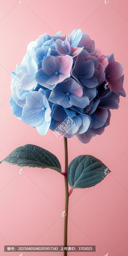粉紅背景半側(cè)花卉