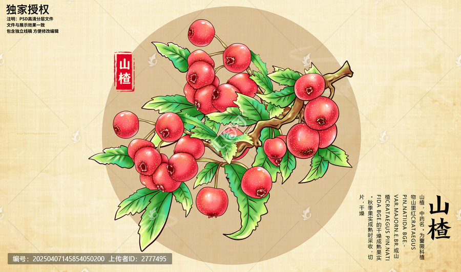 山楂插畫