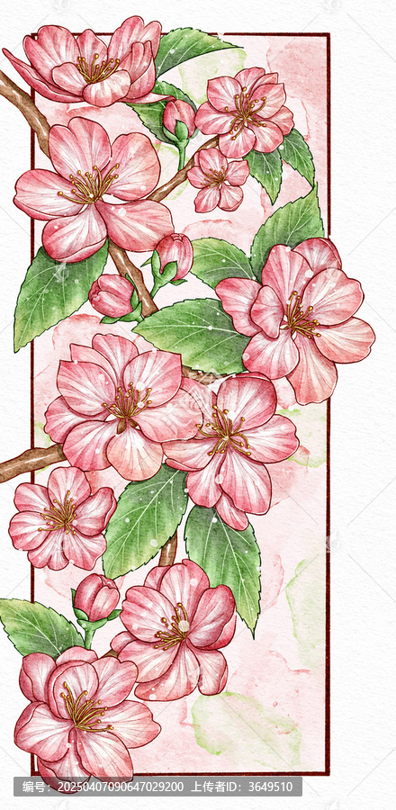 植物插畫之春天海棠花