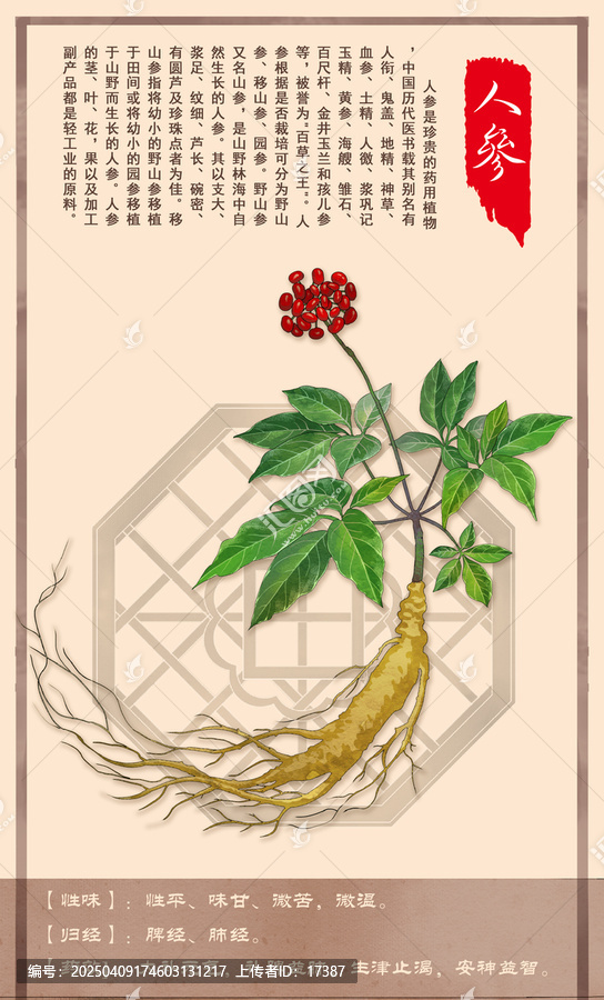 中草藥人參