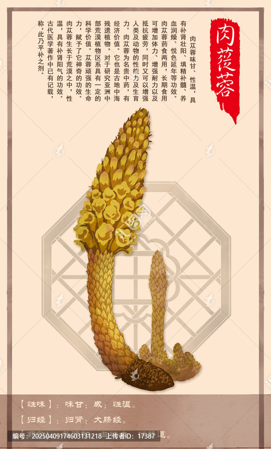 中草藥肉蓯蓉
