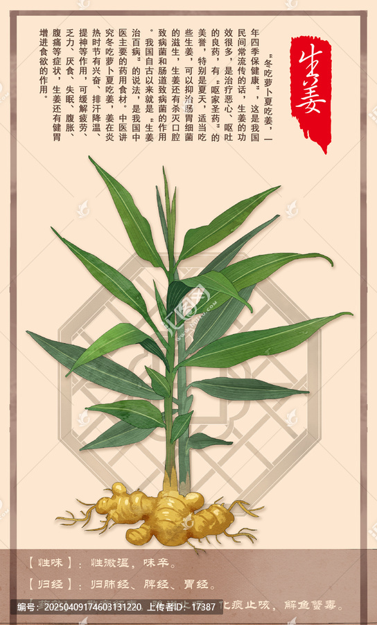 中草藥生姜
