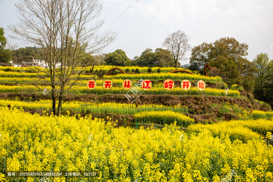 江西婺源江嶺景區(qū)萬(wàn)畝油菜花盛開(kāi)景色