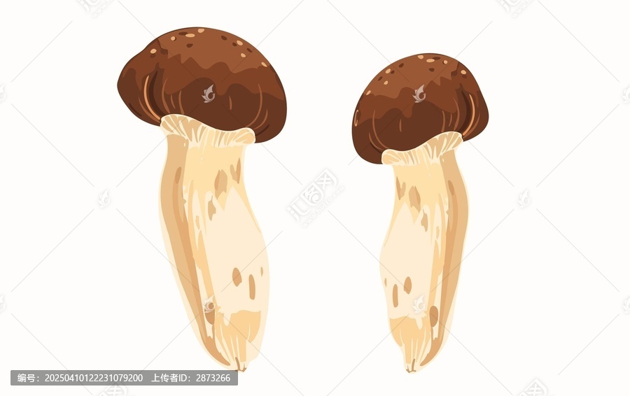 松茸插畫
